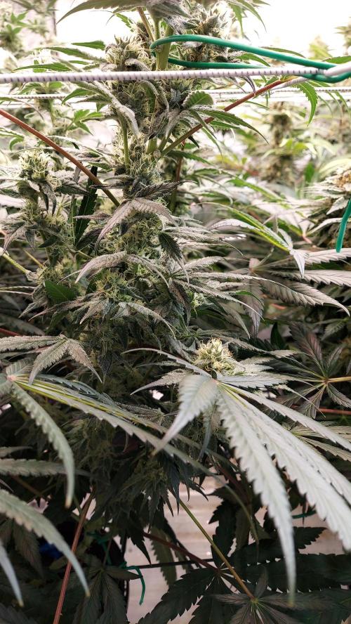 The Garden 2026-2-MSNL Pineapple Express. Week 12 - PE1
