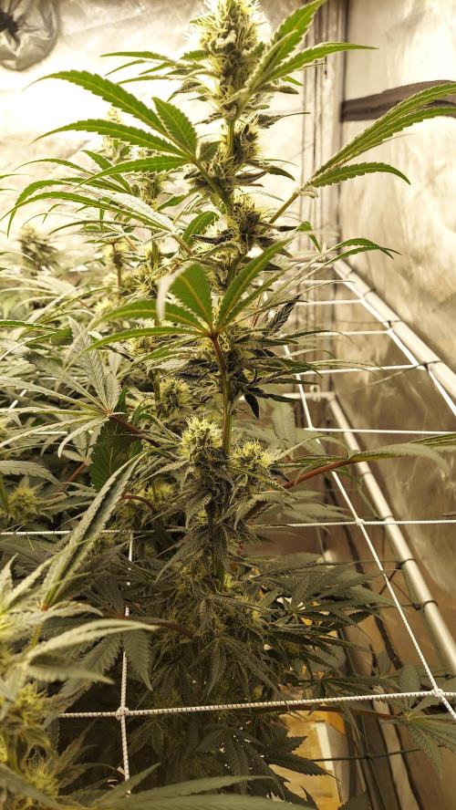 The Garden 2026-2-MSNL Pineapple Express. Week 12 - PE1