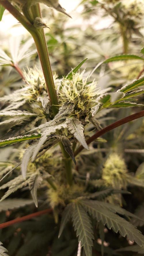 The Garden 2026-2-MSNL Pineapple Express. Week 12 - PE1