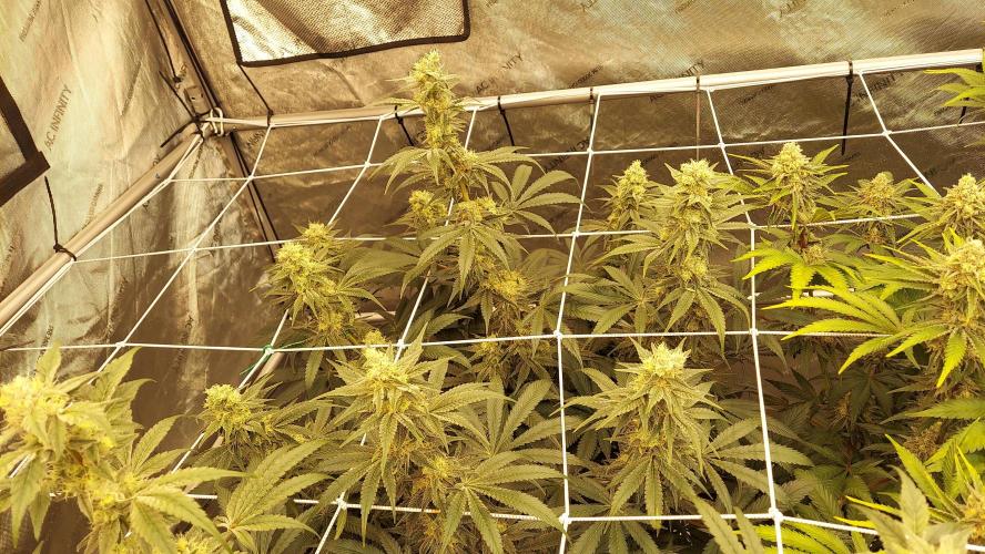 The Garden 2026-2-MSNL Pineapple Express. Week 12