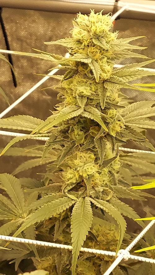 The Garden 2026-2-MSNL Pineapple Express. Week 12