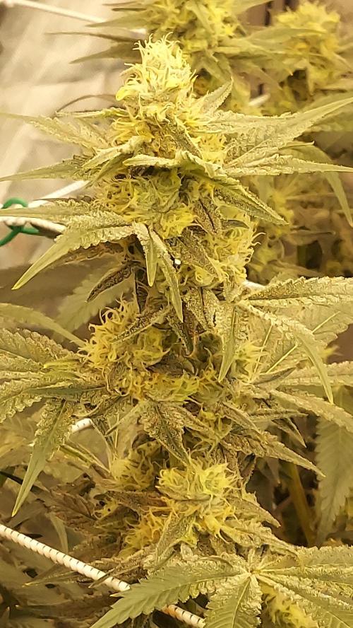 The Garden 2026-2-MSNL Pineapple Express. Week 12