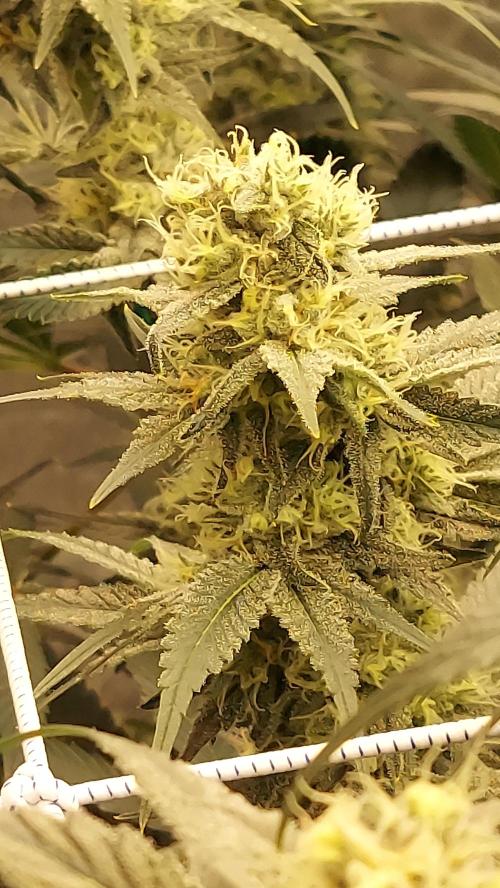 The Garden 2026-2-MSNL Pineapple Express. Week 12