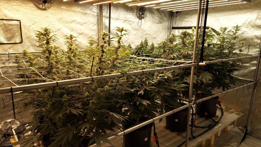 The Garden 2026-2-MSNL Pineapple Express. Week 12 - 84 days
