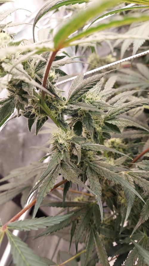 The Garden 2026-2-MSNL Pineapple Express. Week 12 - PE1
