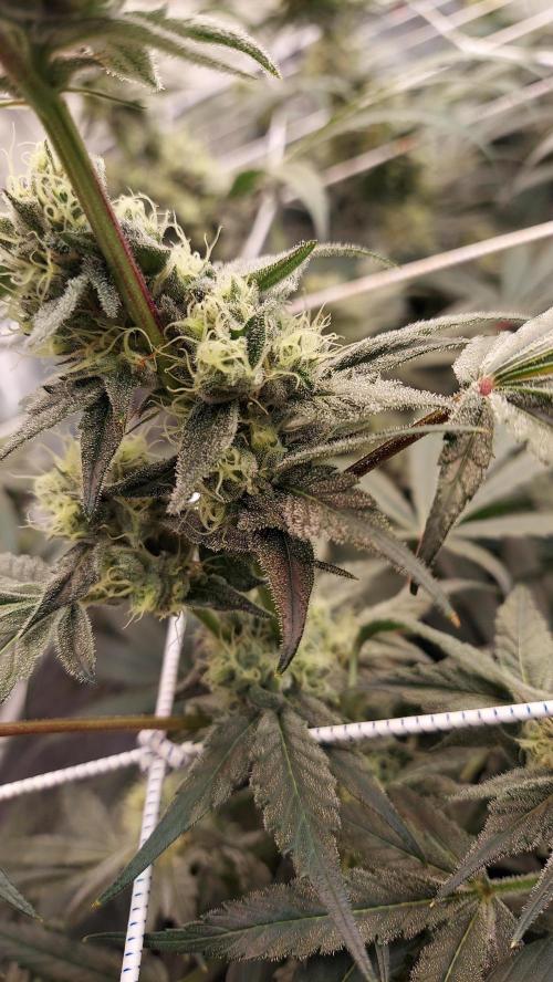 The Garden 2026-2-MSNL Pineapple Express. Week 12 - PE1