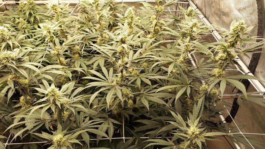 The Garden 2026-2-MSNL Pineapple Express. Week 12 - PE2