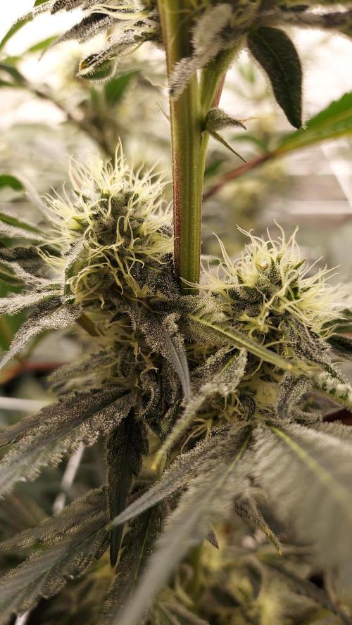 The Garden 2026-2-MSNL Pineapple Express. Week 12 - PE2