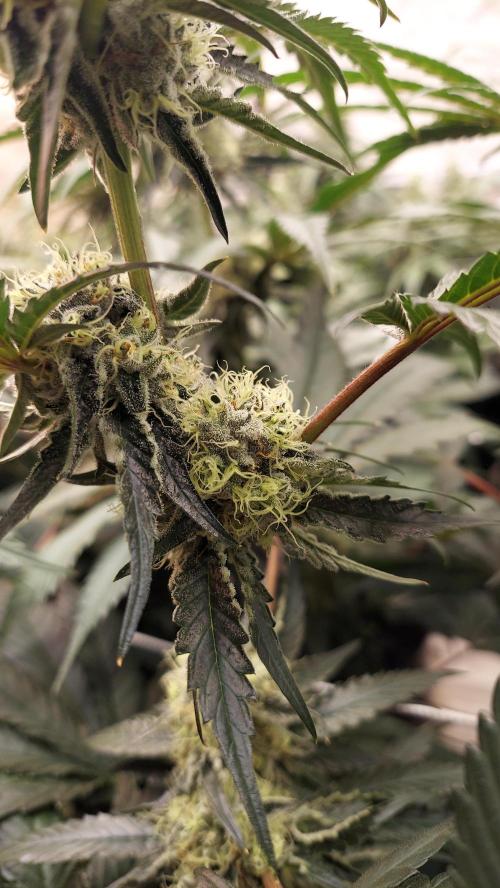 The Garden 2026-2-MSNL Pineapple Express. Week 12 - PE2