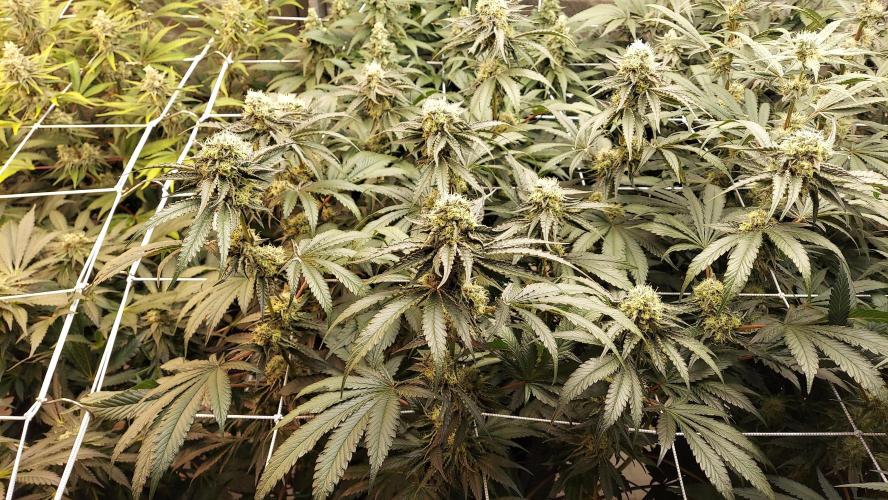 The Garden 2026-2- HSC Vanilla Creme Pie. Week 12 - VC1