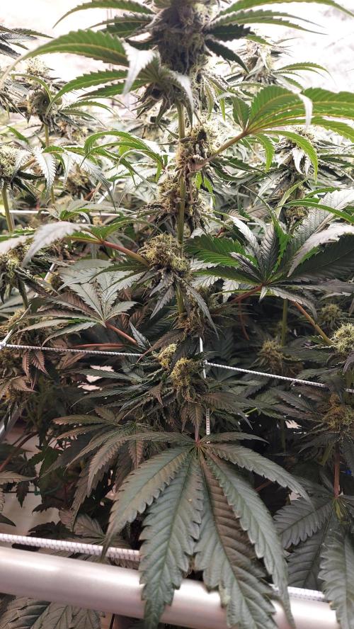 The Garden 2026-2- HSC Vanilla Creme Pie. Week 12 - VC1