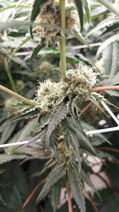 The Garden 2026-2- HSC Vanilla Creme Pie. Week 12 - VC1
