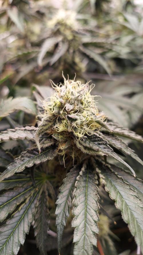 The Garden 2026-2- HSC Vanilla Creme Pie. Week 12 - VC1