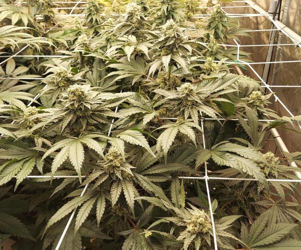 The Garden 2026-2- HSC Vanilla Creme Pie. Week 12 - VC2