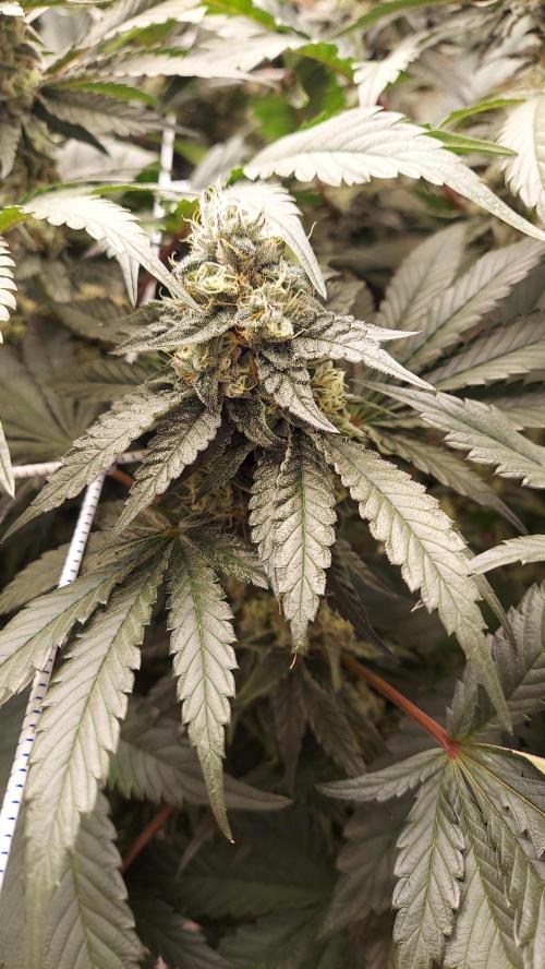 The Garden 2026-2- HSC Vanilla Creme Pie. Week 12 - VC2