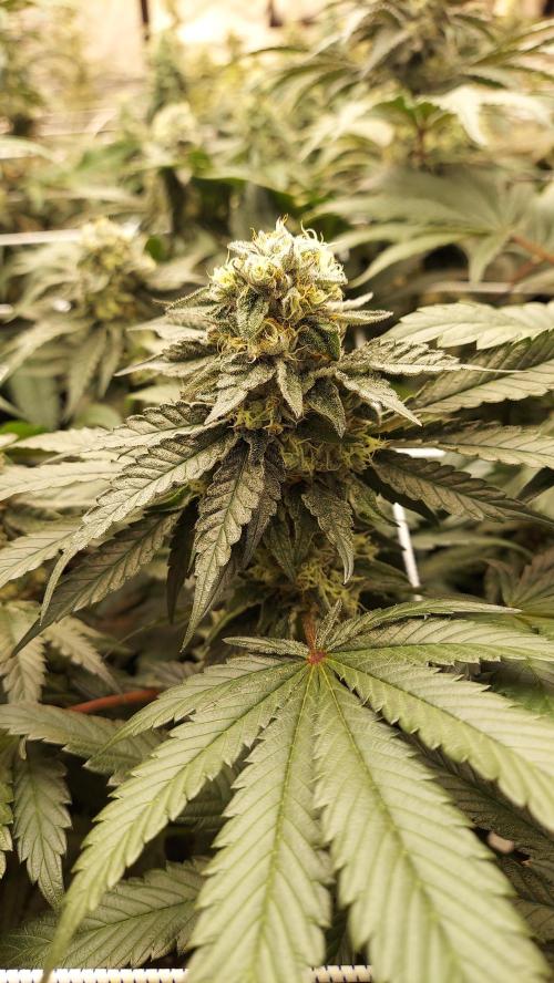 The Garden 2026-2- HSC Vanilla Creme Pie. Week 12 - VC2