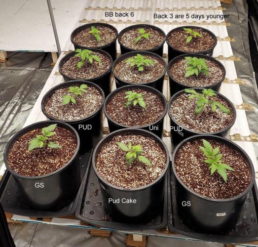 The Garden 2023-2 - HSC and Homebrew. Week 3