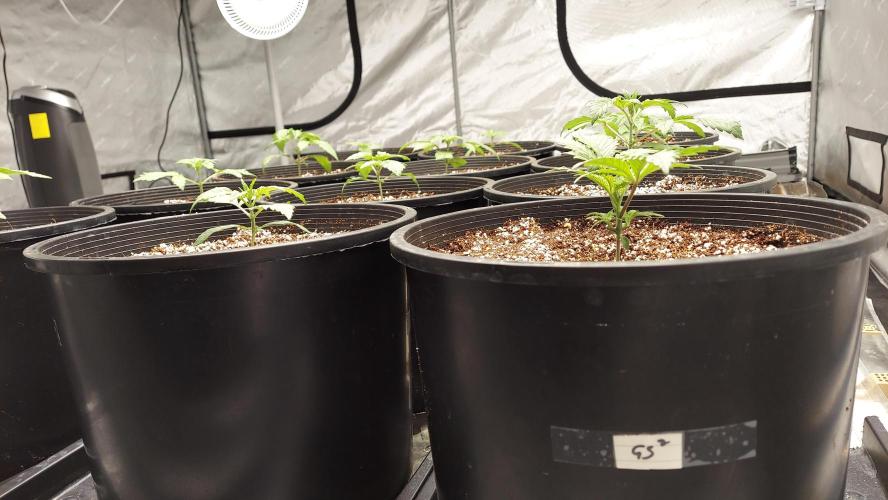 The Garden 2023-2 - HSC and Homebrew. Week 3