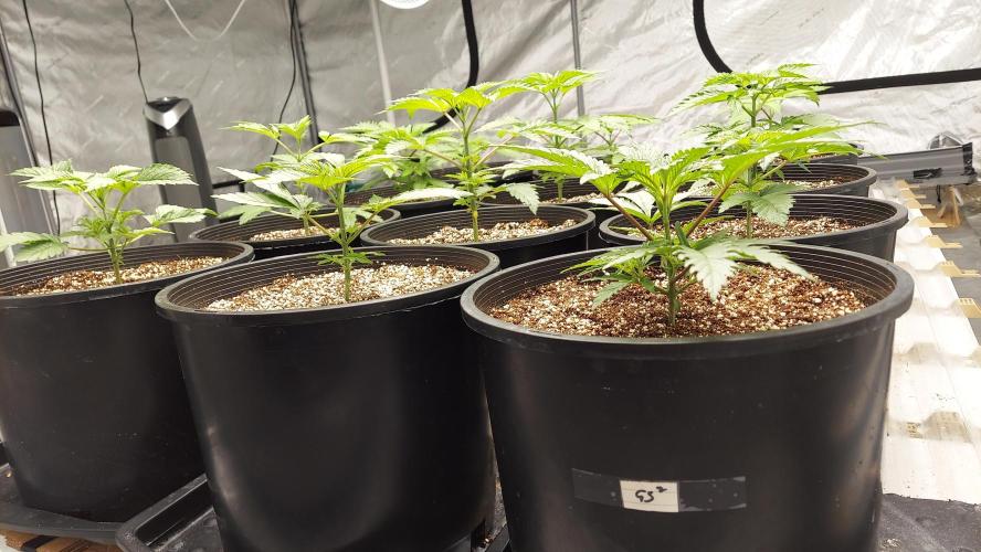 The Garden 2023-2 - HSC and Homebrew. Week 4 - 24 days