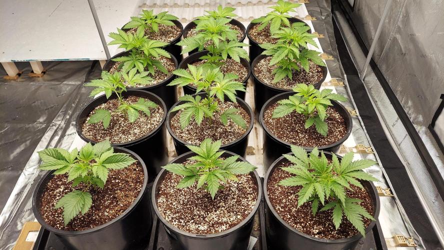 The Garden 2023-2 - HSC and Homebrew. Week 4 - 24 days