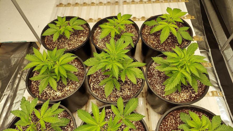 The Garden 2023-2 - HSC and Homebrew. Week 4 - 24 days