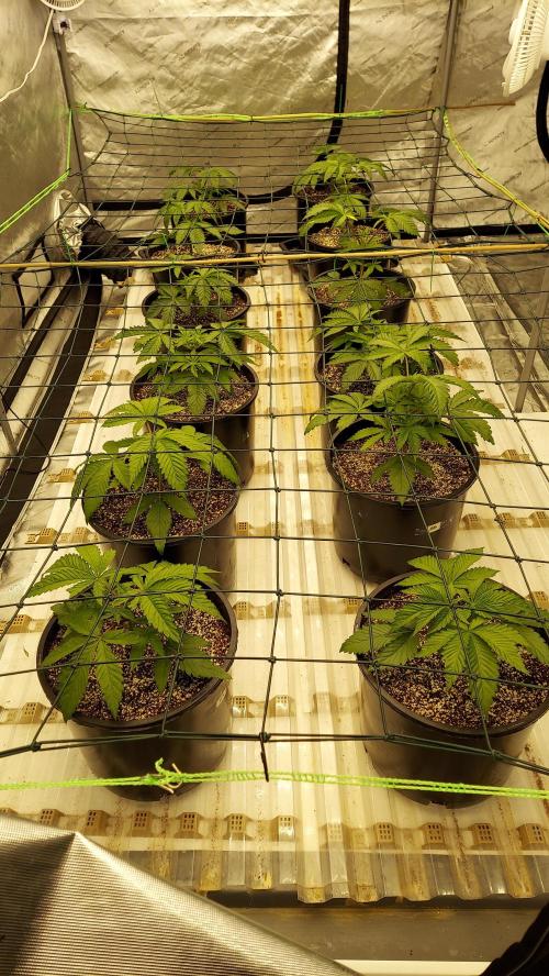 The Garden 2023-2 - HSC and Homebrew. Week 4 - 28 days