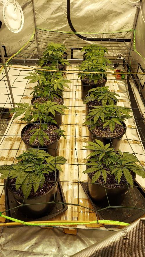 The Garden 2023-2 - HSC and Homebrew. Week 5 - 31 days