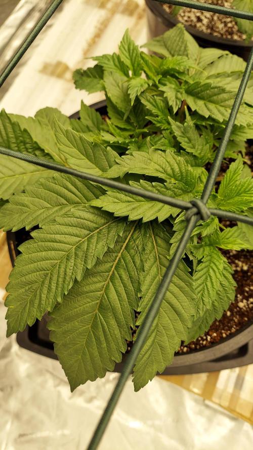 The Garden 2023-2 - HSC and Homebrew. Week 5 - 31 days