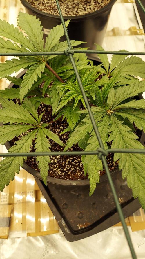 The Garden 2023-2 - HSC and Homebrew. Week 5 - 31 days