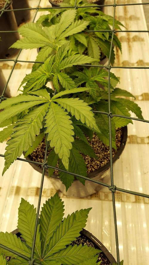 The Garden 2023-2 - HSC and Homebrew. Week 5 - 31 days