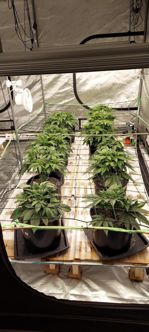 The Garden 2023-2 - HSC and Homebrew. Week 5 - 35 days