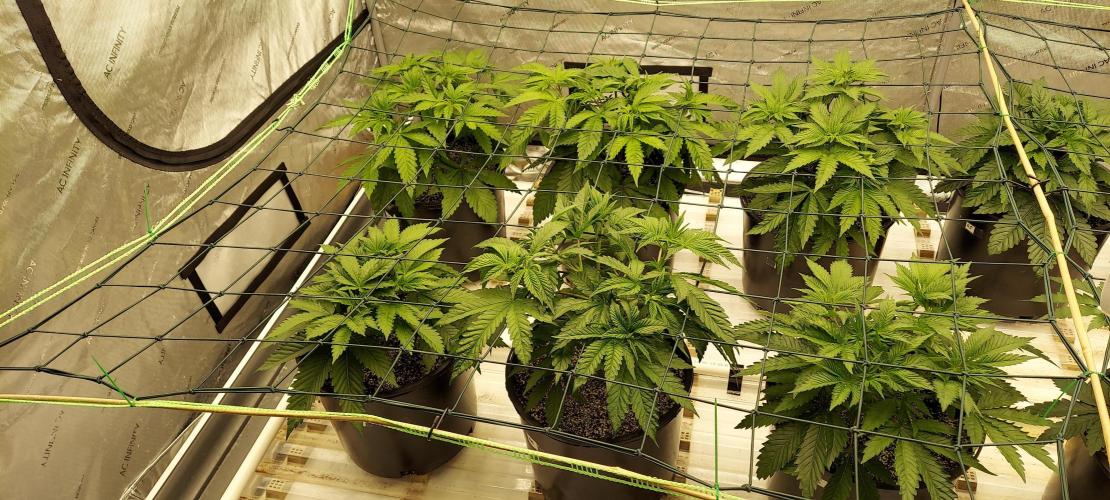 The Garden 2023-2 - HSC and Homebrew. Week 5 - 35 days