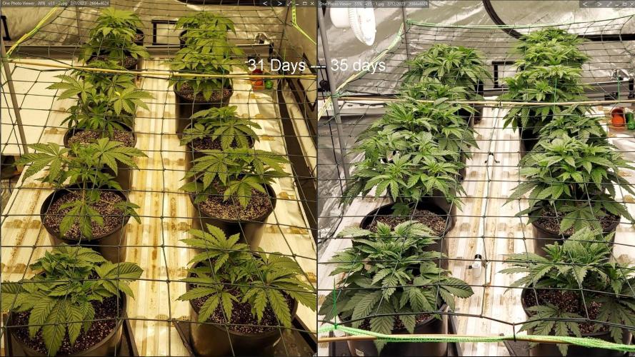 The Garden 2023-2 - HSC and Homebrew. Week 5 - 35 days vs 31 days