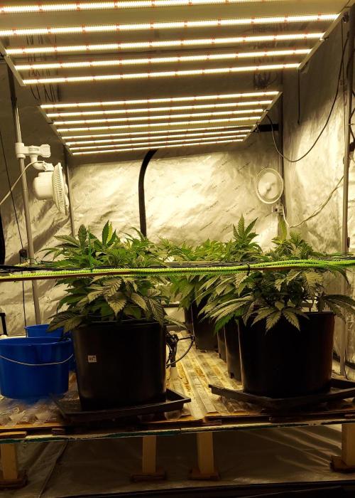 The Garden 2023-2 - HSC and Homebrew. Week 6 - 38 days