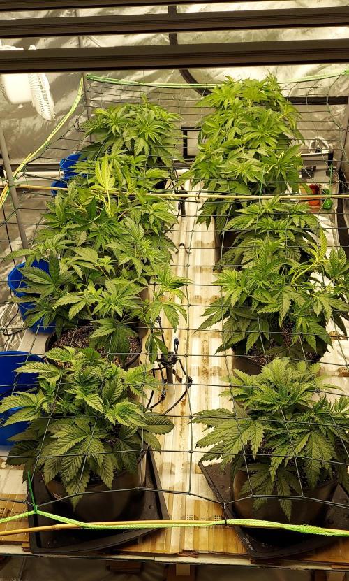 The Garden 2023-2 - HSC and Homebrew. Week 6 - 38 days
