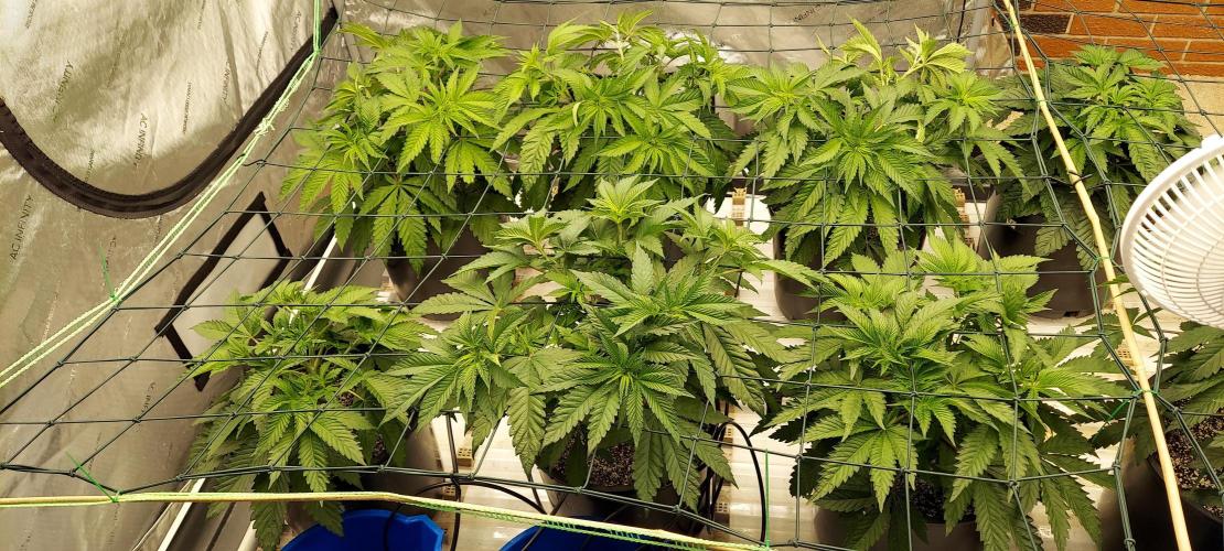 The Garden 2023-2 - HSC and Homebrew. Week 6 - 38 days