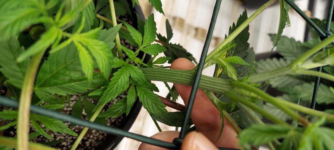 The Garden 2023-2 - HSC and Homebrew. Week 6 - 38 days