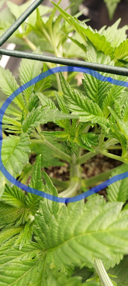 The Garden 2023-2 - HSC and Homebrew. Week 6 - 38 days