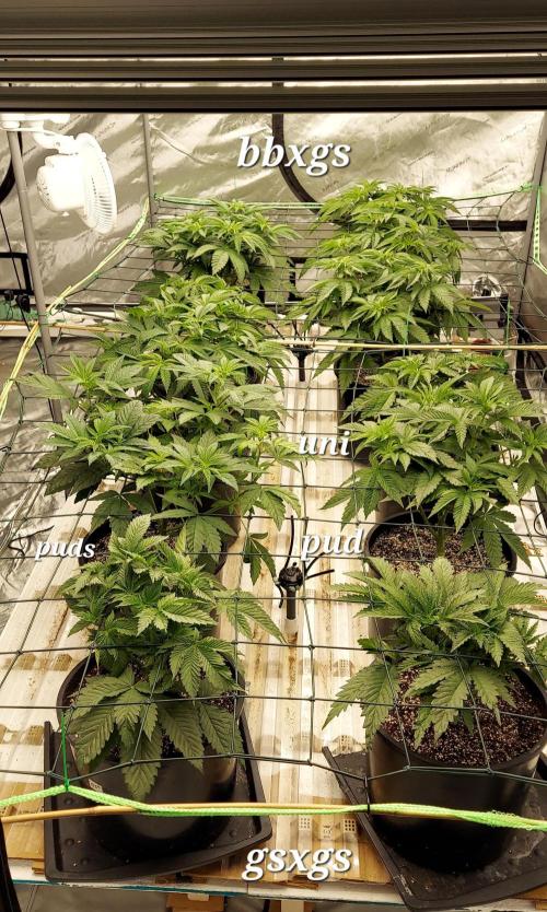 The Garden 2023-2 - HSC and Homebrew. Week 6 - 40 days