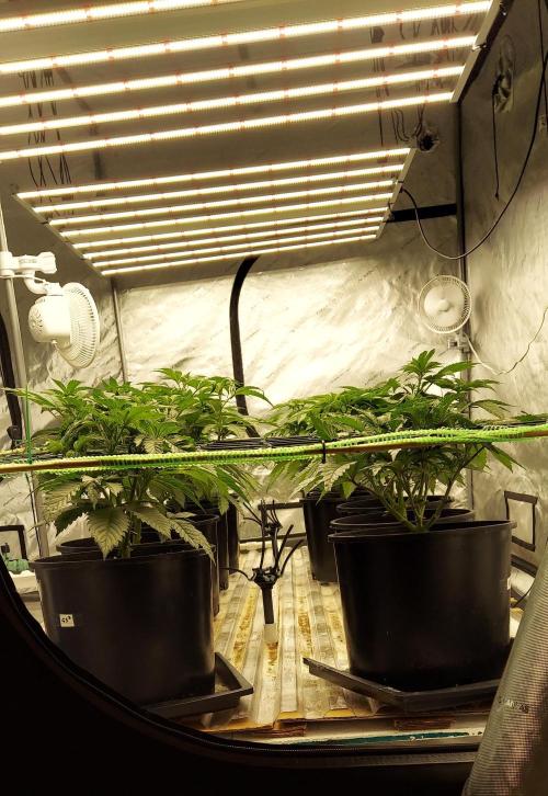The Garden 2023-2 - HSC and Homebrew. Week 6 - 40 days