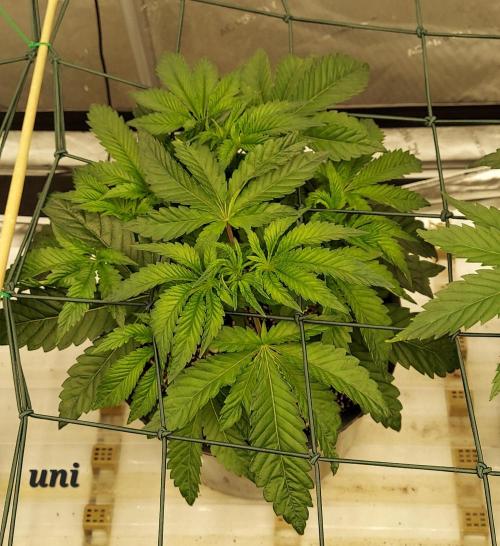 The Garden 2023-2 - HSC and Homebrew. Week 6 - 40 days