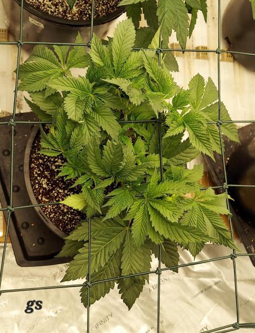 The Garden 2023-2 - HSC and Homebrew. Week 6 - 40 days