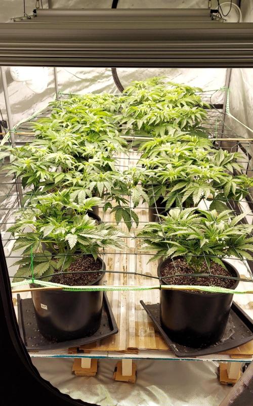 The Garden 2023-2 - HSC and Homebrew. Week 7 - 44 days