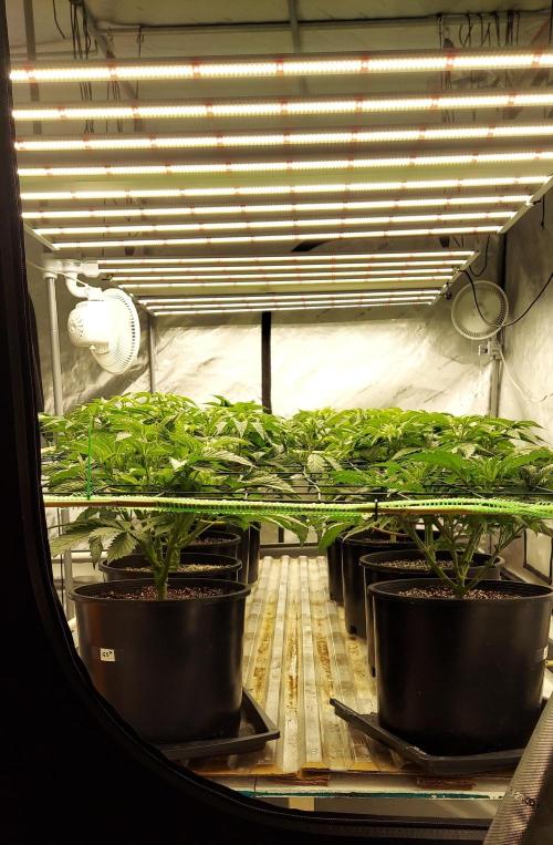 The Garden 2023-2 - HSC and Homebrew. Week 7 - 44 days