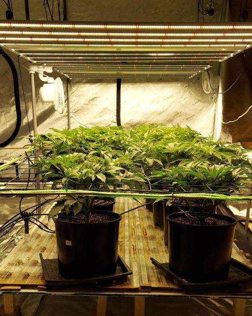The Garden 2023-2 - HSC and Homebrew. Week 7 - 46 days