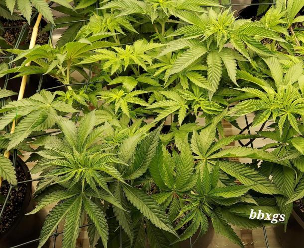 The Garden 2023-2 - HSC and Homebrew. Week 7 - 46 days