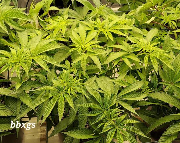 The Garden 2023-2 - HSC and Homebrew. Week 7 - 46 days