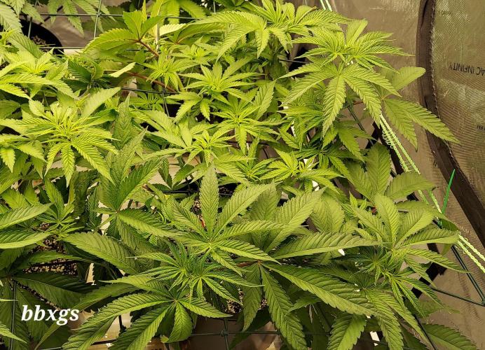 The Garden 2023-2 - HSC and Homebrew. Week 7 - 46 days