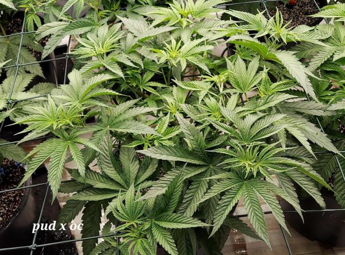 The Garden 2023-2 - HSC and Homebrew. Week 7 - 46 days