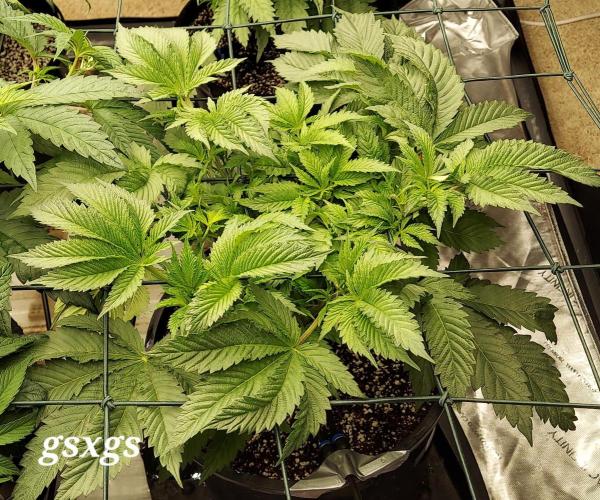 The Garden 2023-2 - HSC and Homebrew. Week 7 - 46 days